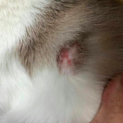 Prenda protectora veterinaria ppv antibacteriana de Pata Trasera protegiendo una quemadura grave con exposición del hueso de una gata.