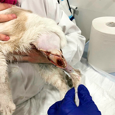Prenda protectora veterinaria ppv antibacteriana de Pata Trasera protegiendo una quemadura grave con exposición del hueso de una gata.