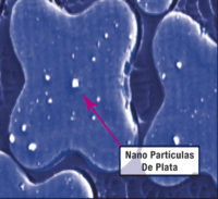 Micrografía del corte transversal de la fibra